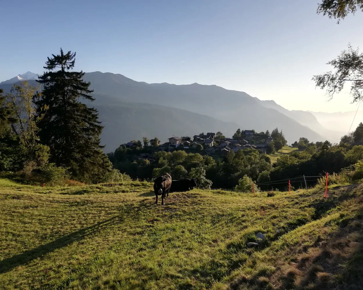 Walliser Steppen- und Föhrenweg
