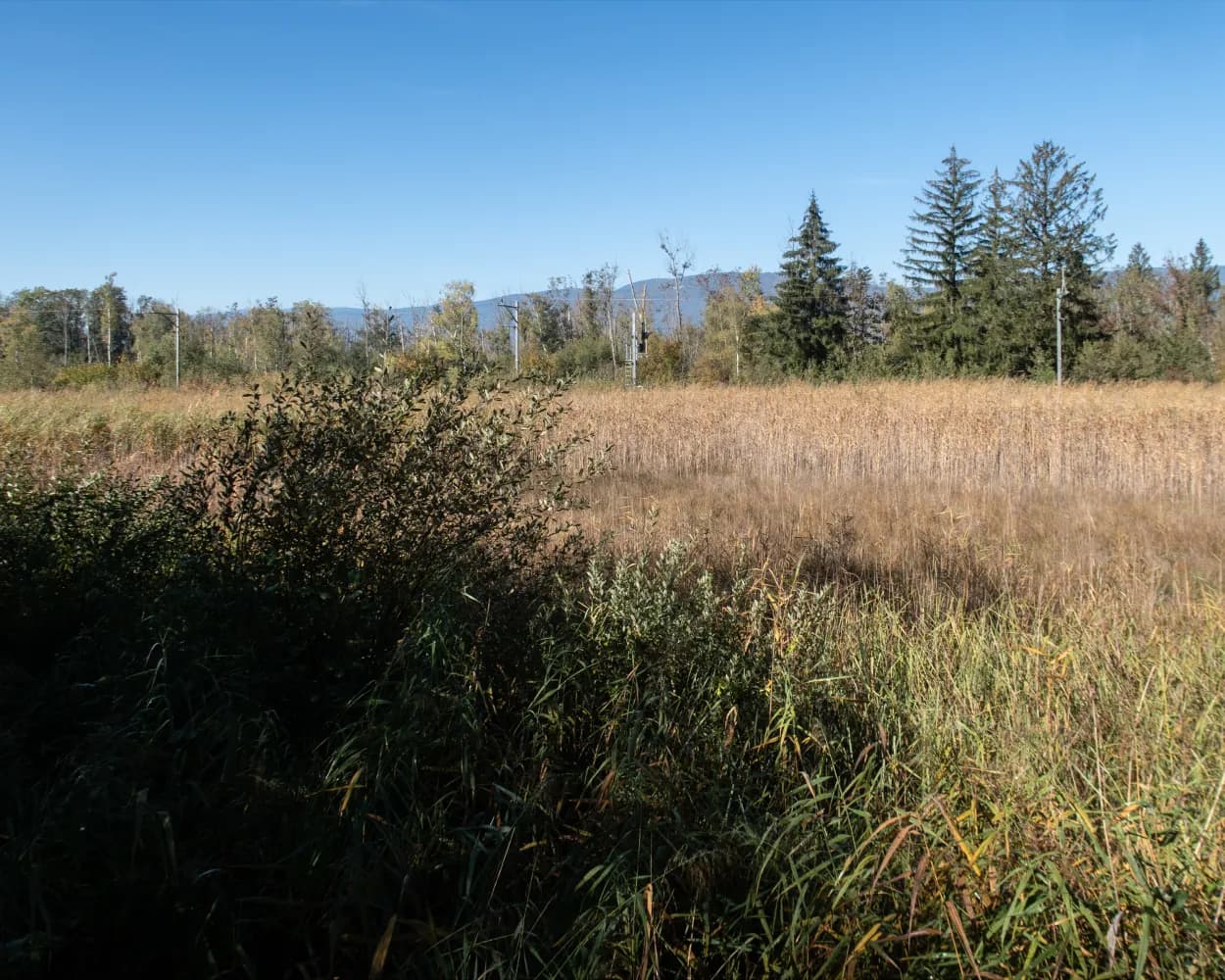 Chemin des grèves du Lac de Neuchâtel