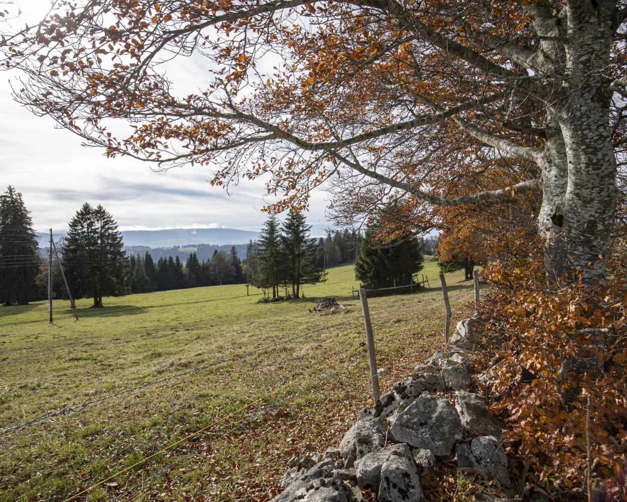 Chemin du Jura bernois