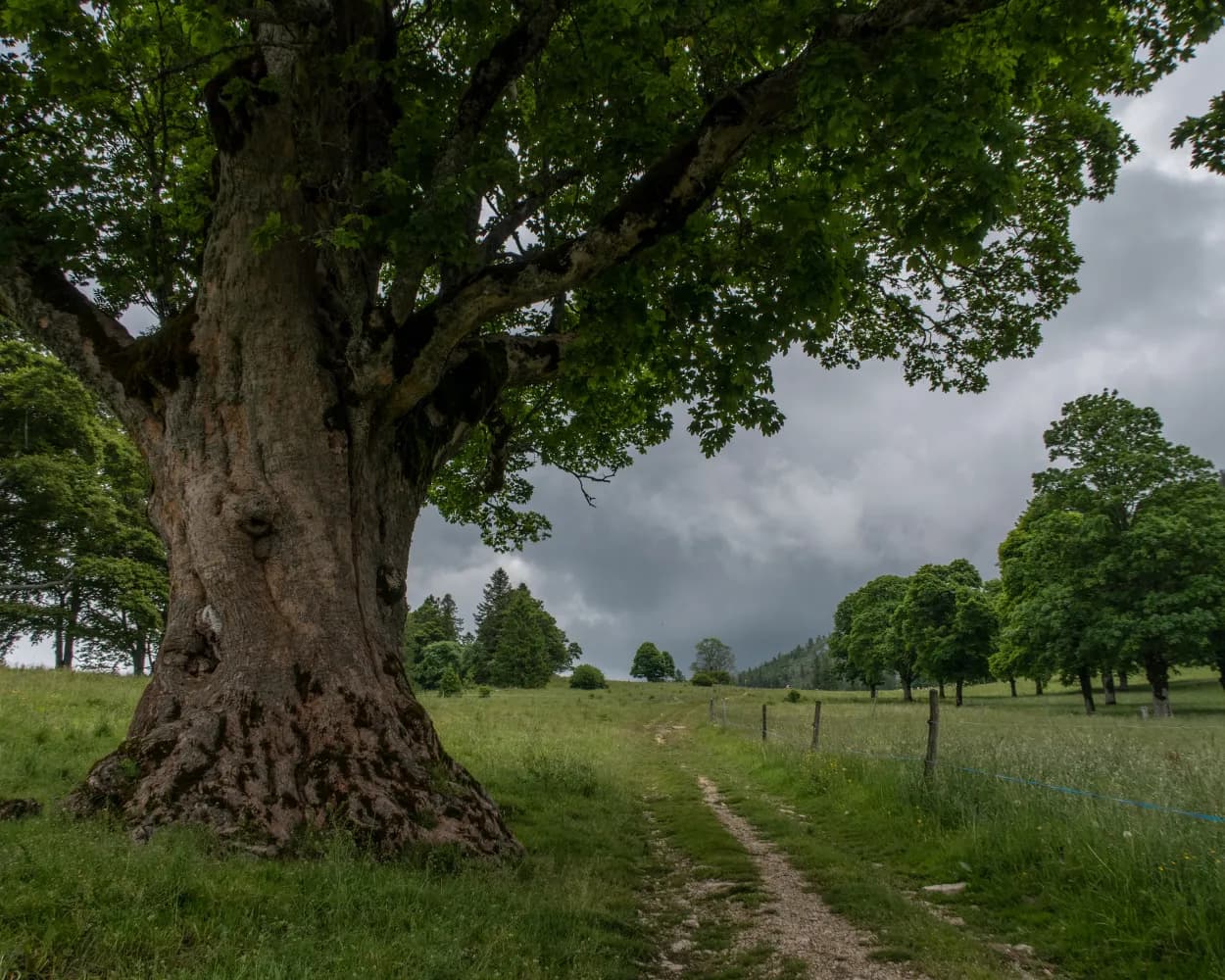 Chemin de la Combe Grède