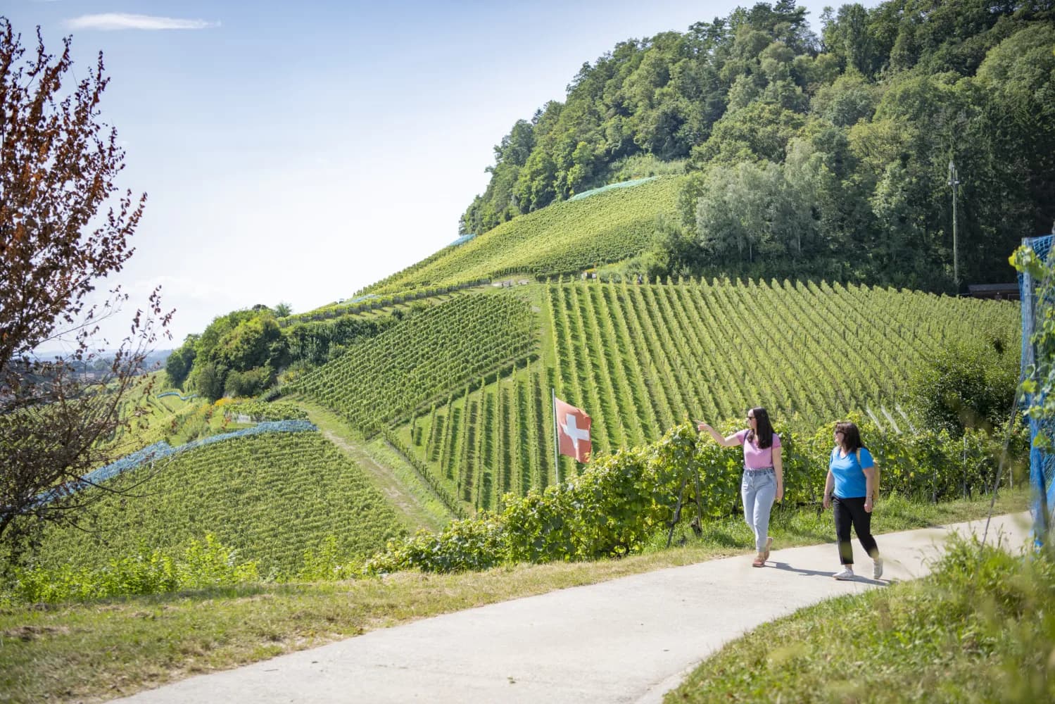 Chemin du Lac de Morat