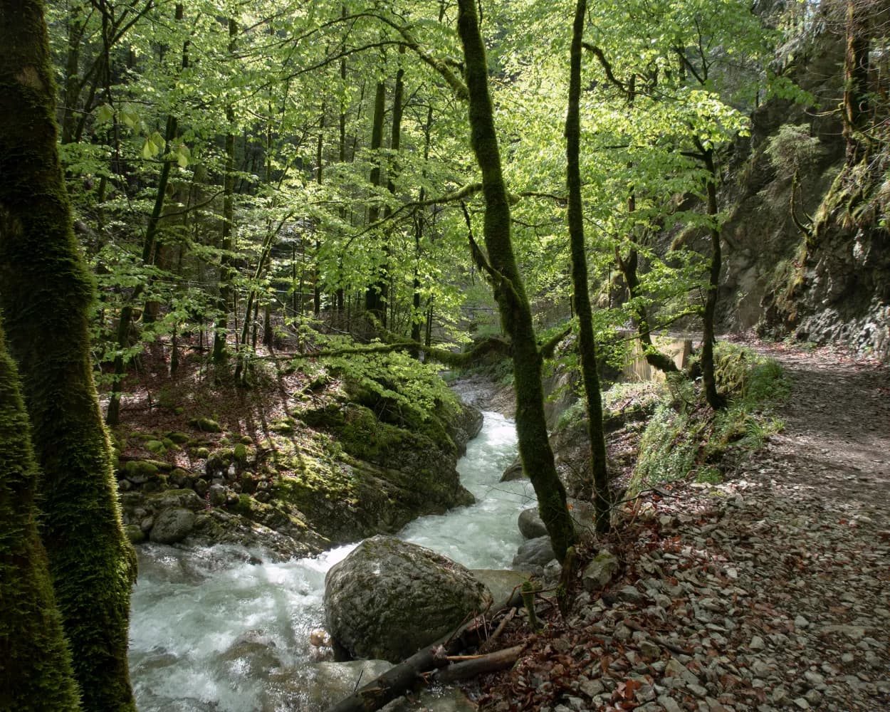Leiternweide-Hängebrückenweg