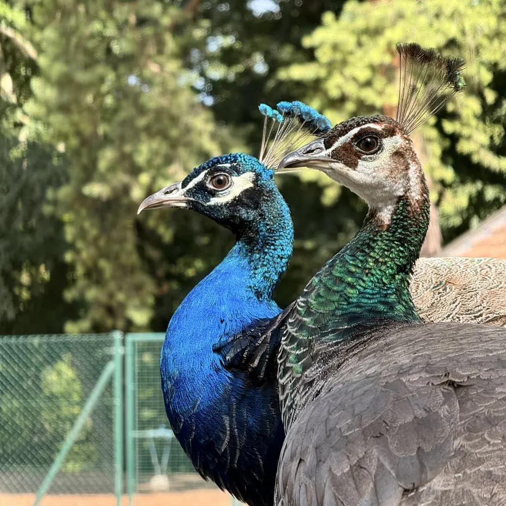 Parc aux animaux du Bois de la Bâtie