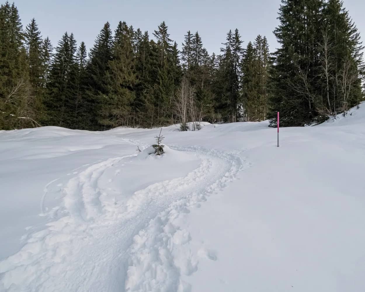Bühlberg Trail