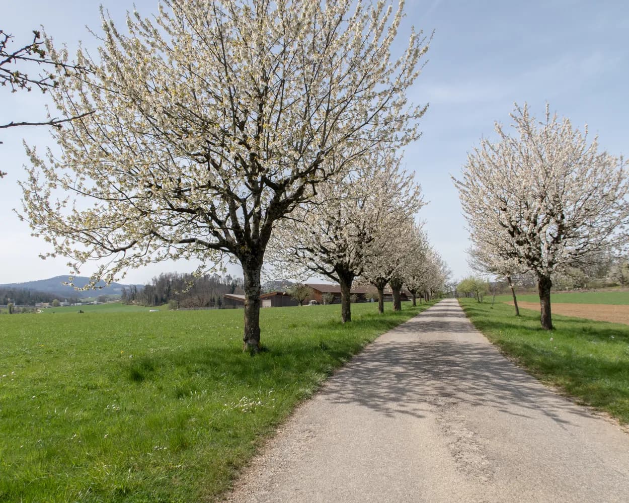 Wildenstein – Rifenstein Weg