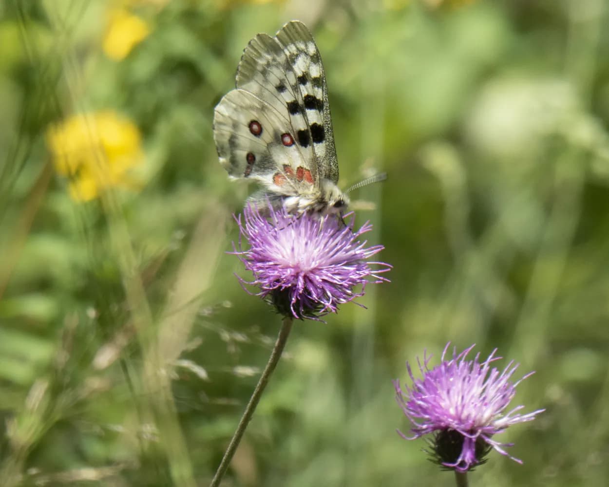 Chemin des Bisses, Stage 7/7