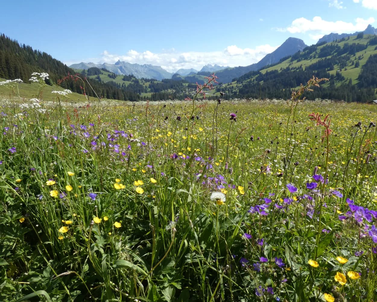 Tour des Alpes Vaudoises, Stage 3/8