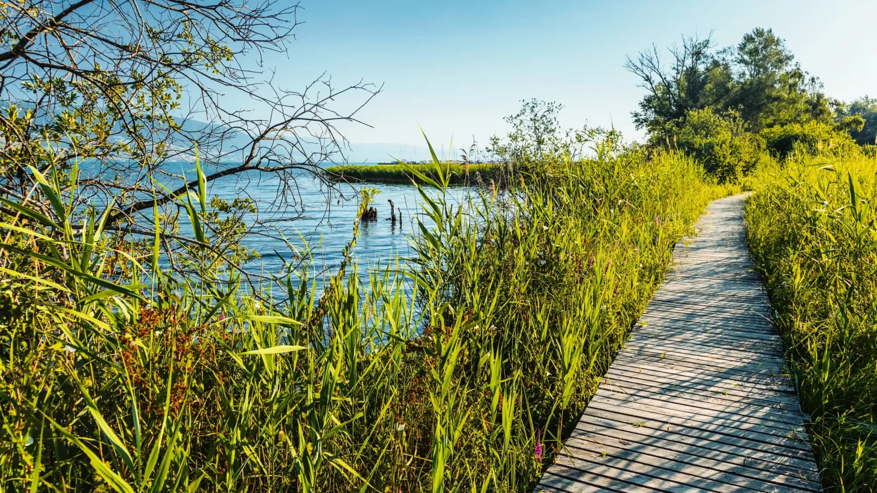 Chemin de la Grande Cariçaie
