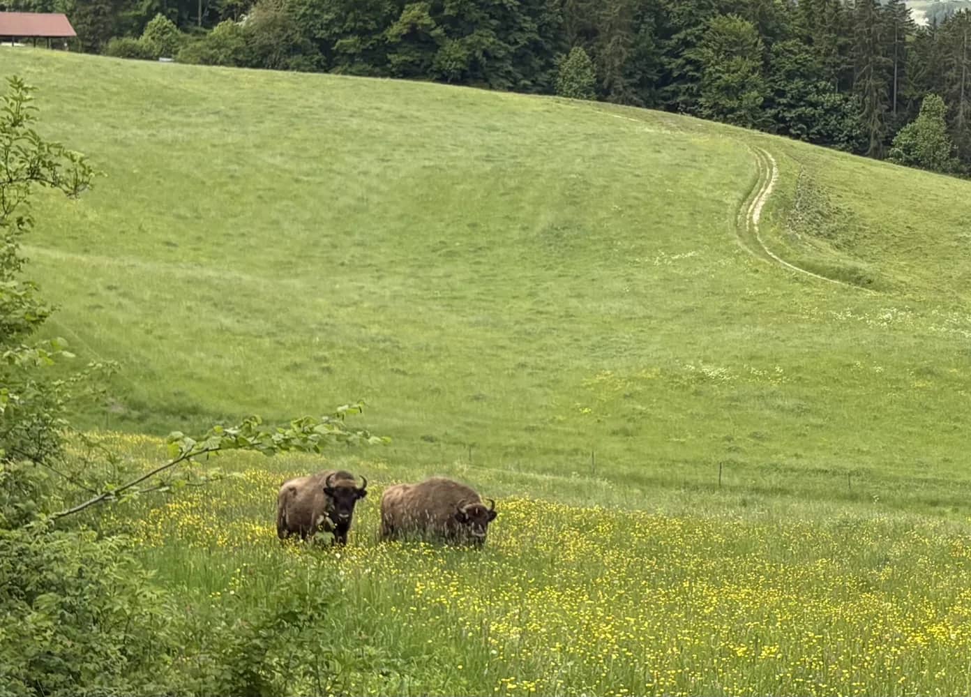 Wisent Thal