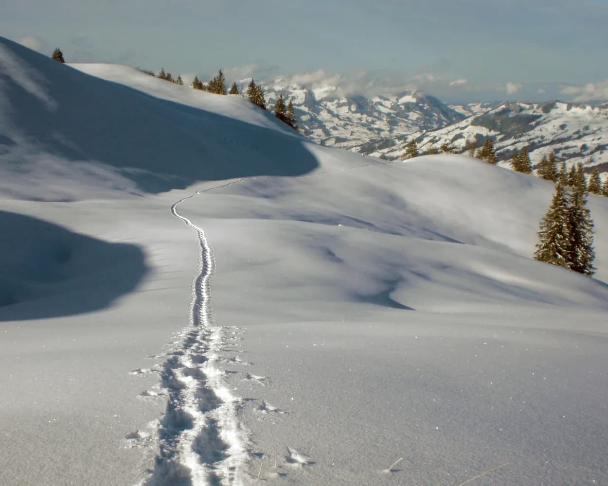 Waldhüttli-Schneeschuhtrail
