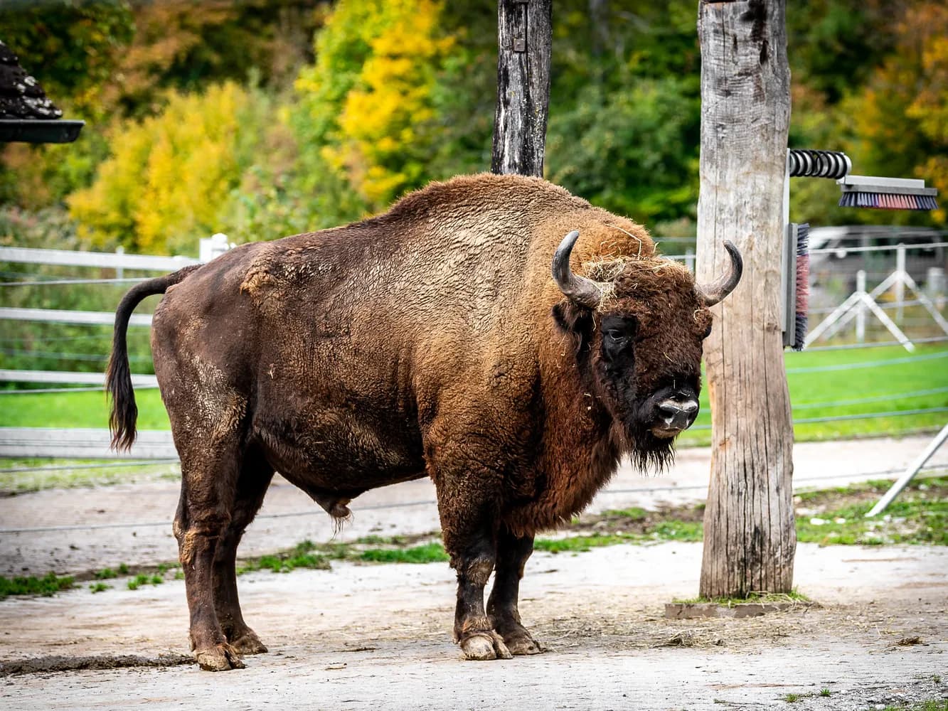 Wildpark Bruderhaus