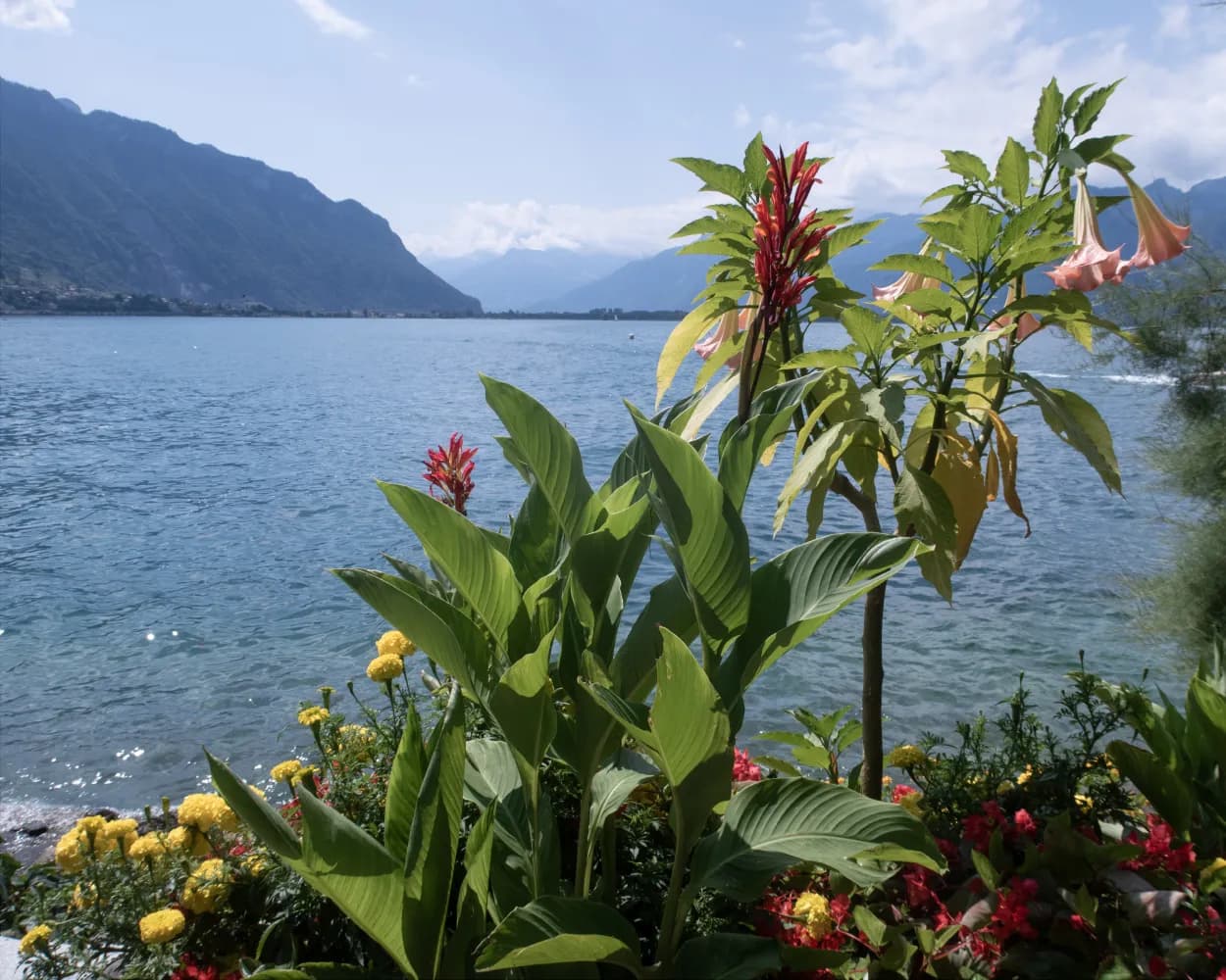 Promenade de Montreux Riviera
