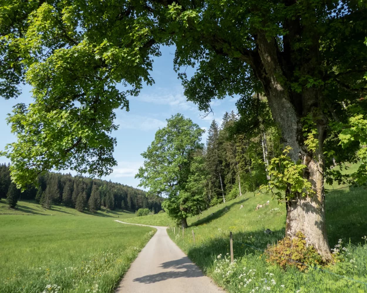 Arc jurassien, Stage 3/4