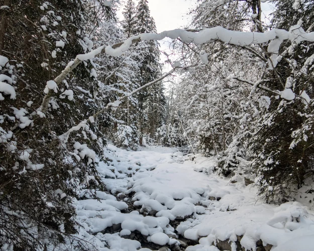 Rossberg-Schneeschuhtrail